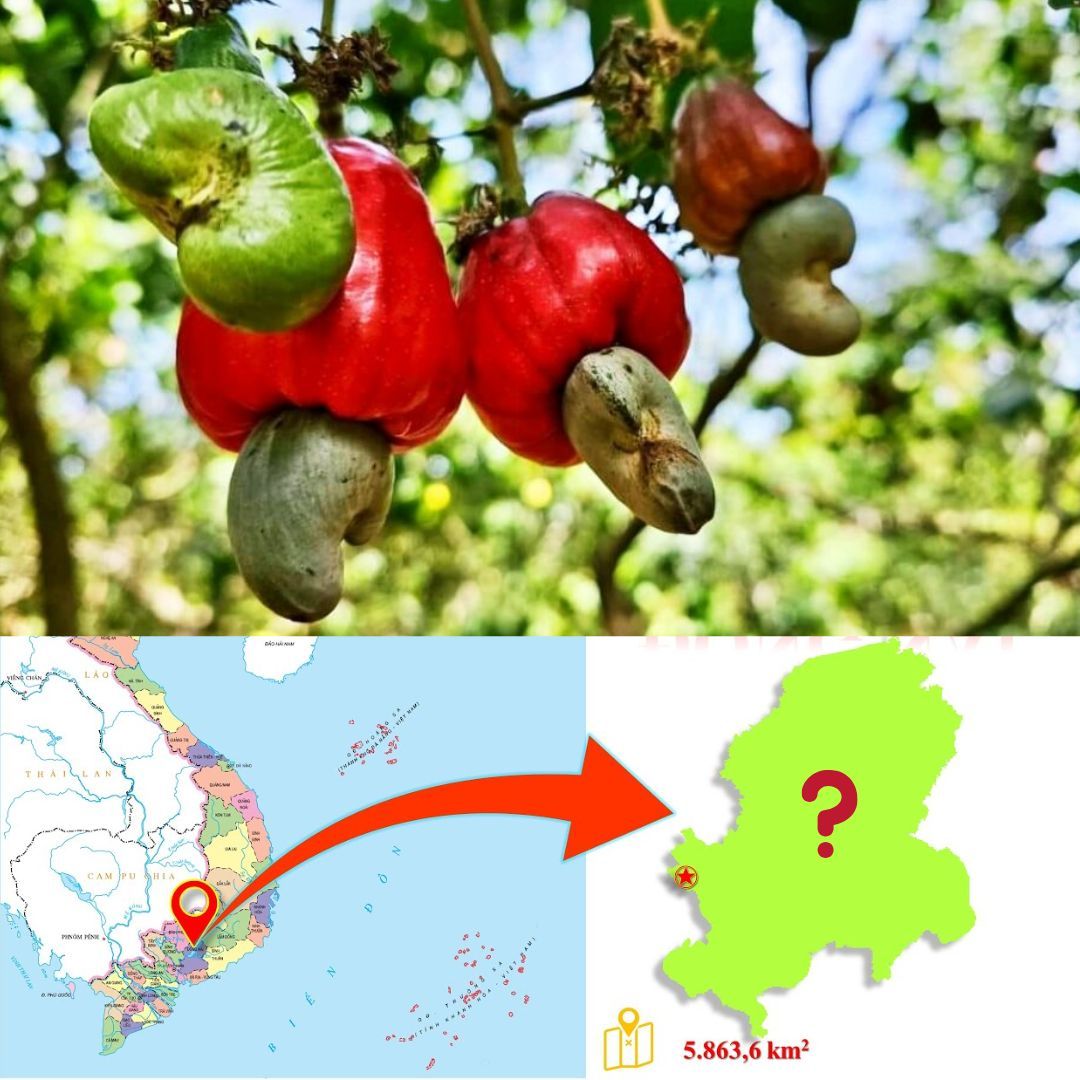 Exploring Vietnam's Leading Cashew-Producing Provinces