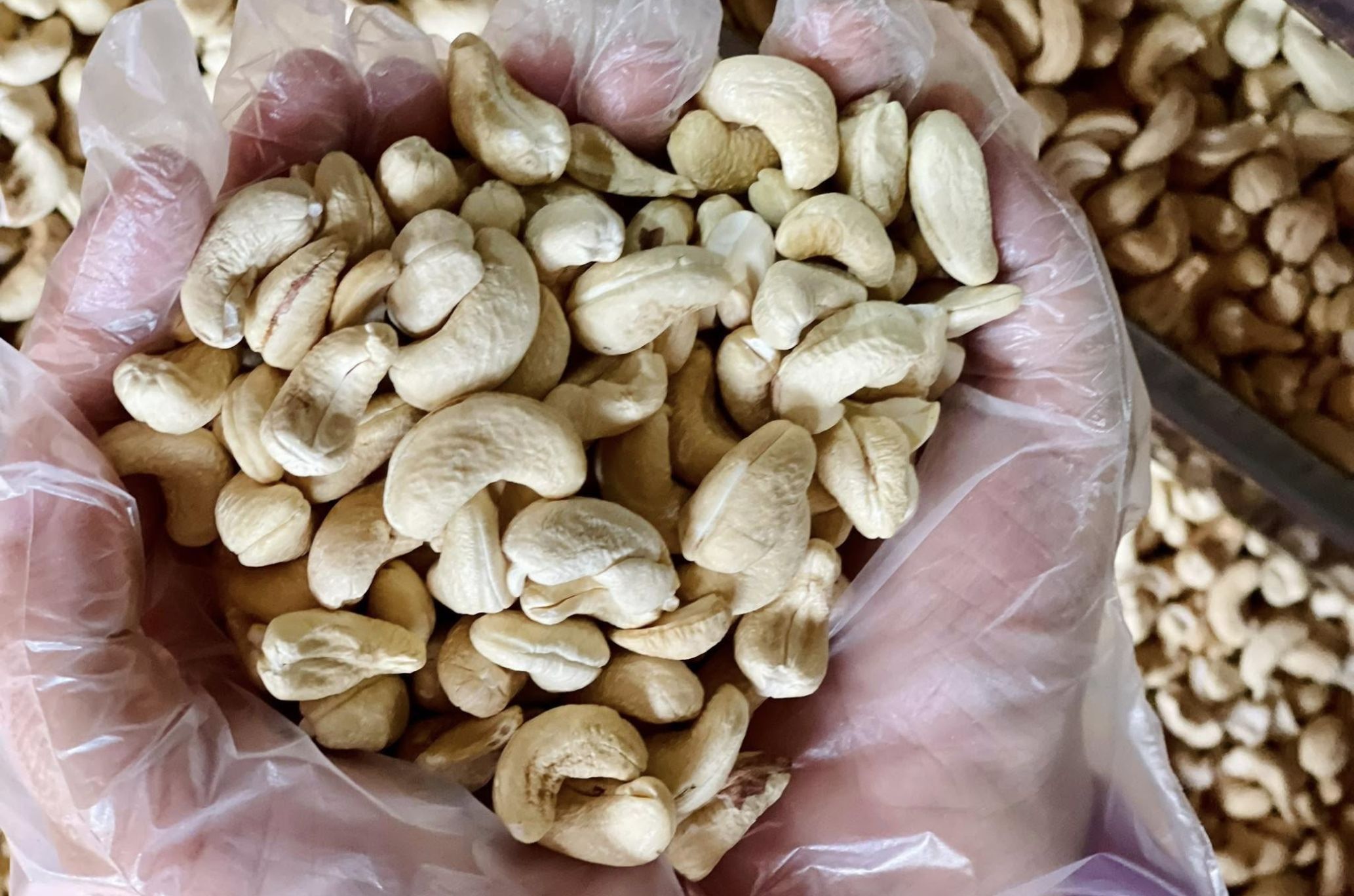 Cashew grown in Vietnam
