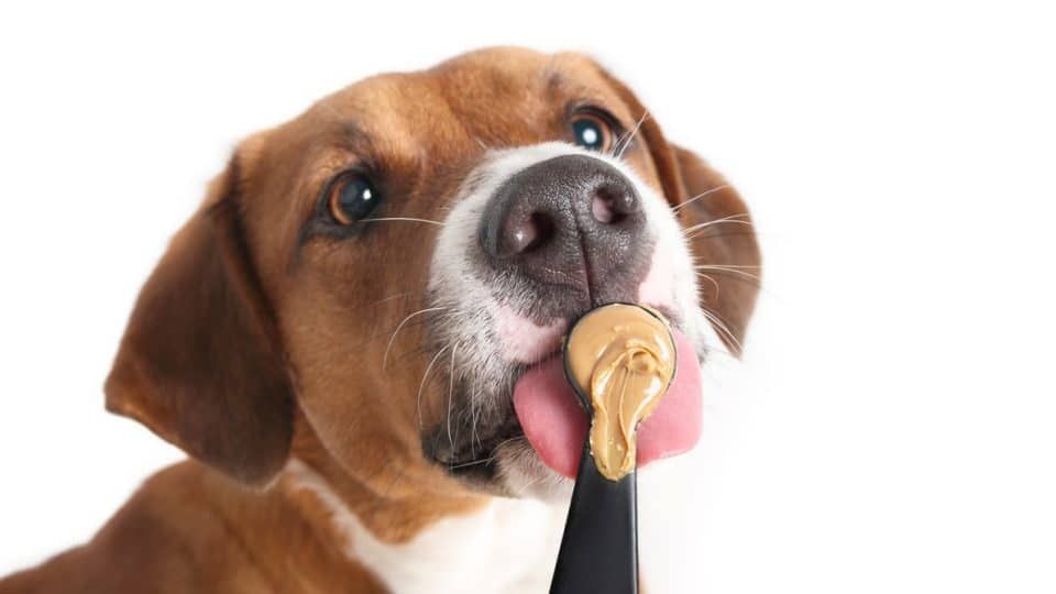 Dog-Friendly Peanut Butter