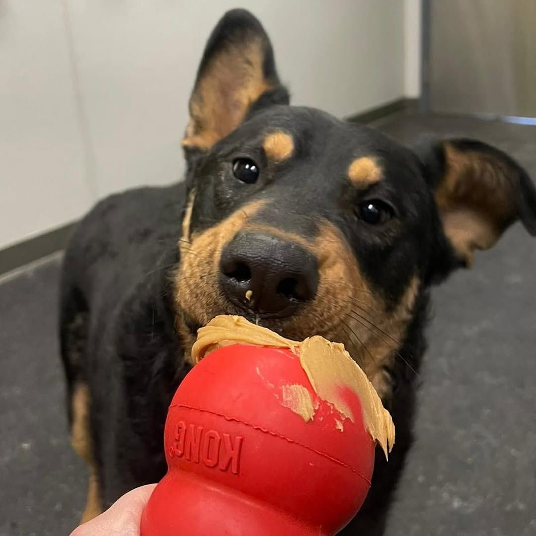 Peanut butter can be a versatile treat for dogs