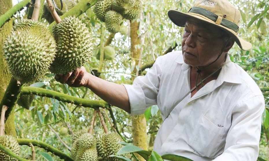 Adding 'legs' for the durian tree