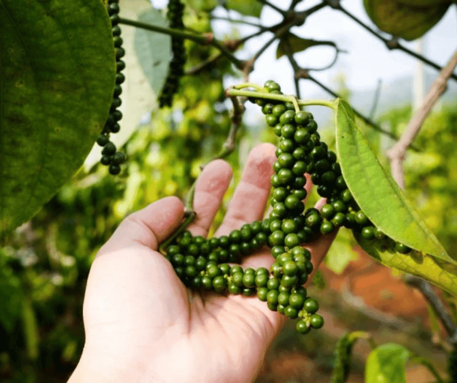 Vietnamese black pepper